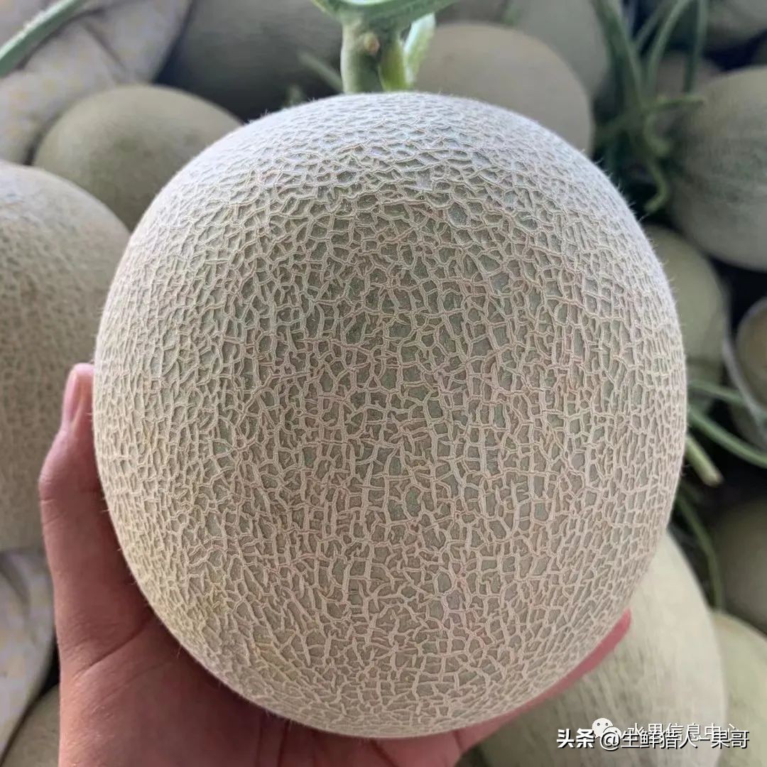 哈密瓜、蜜瓜、网纹瓜、香瓜、羊角蜜傻傻分不清？看完就明白了