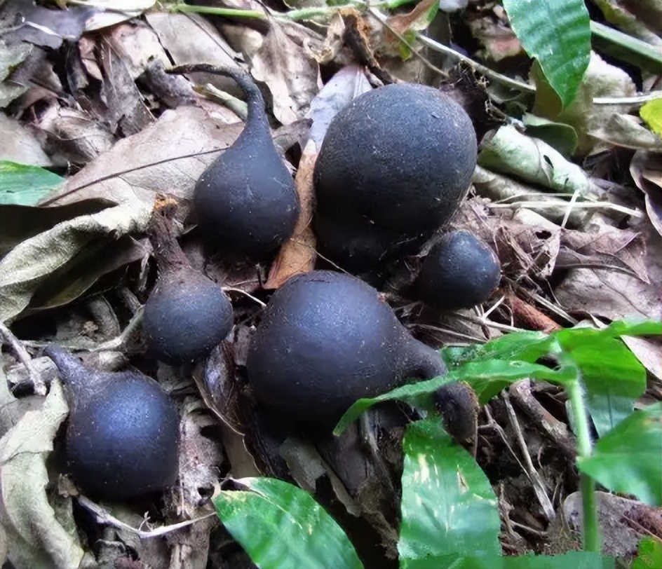 它叫"乌灵参",生长在白蚁窝里,被炒到千元1斤,有什么价值?