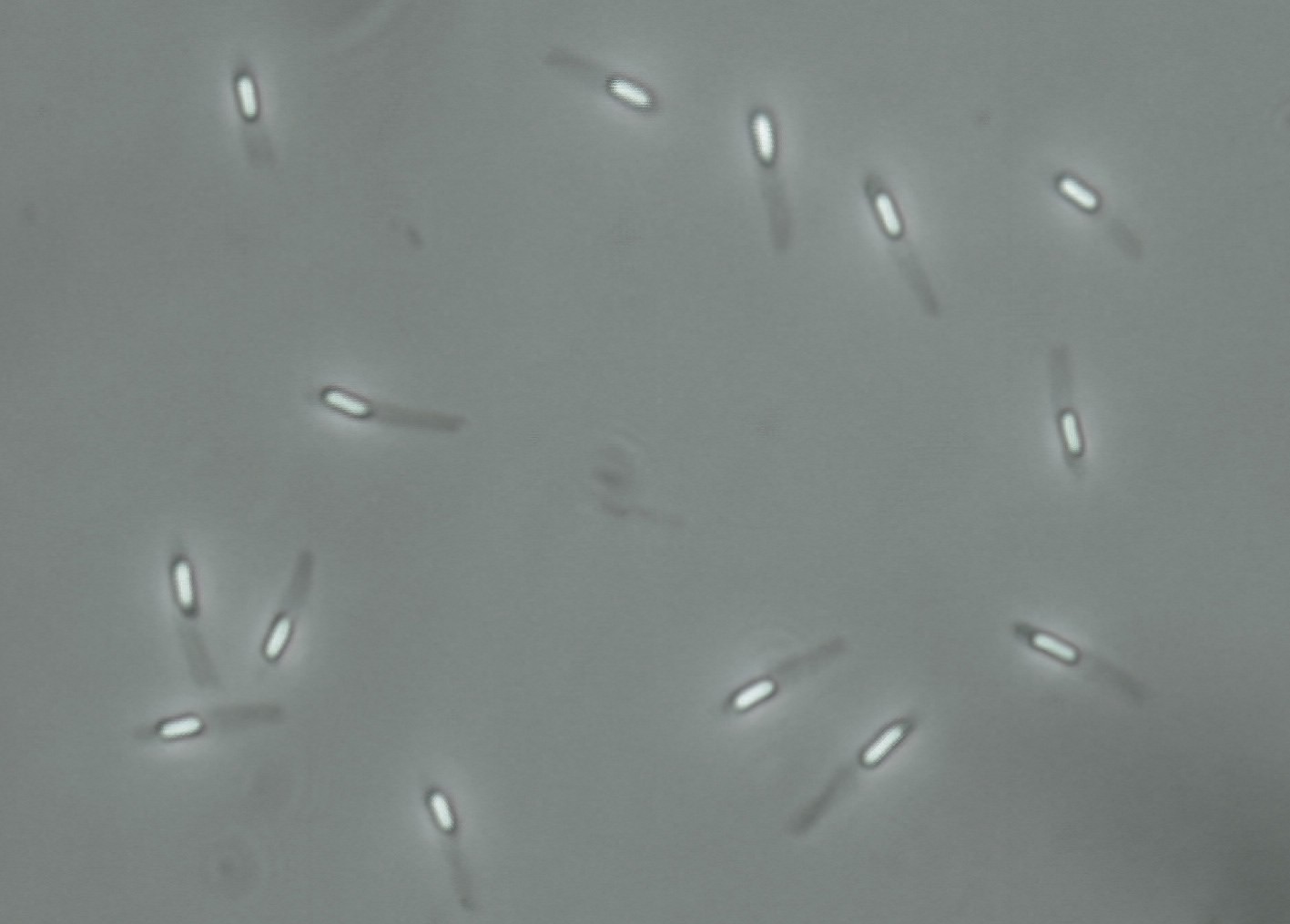 为了永生，科学家给自己注射350万年前的细菌，现在如何了？