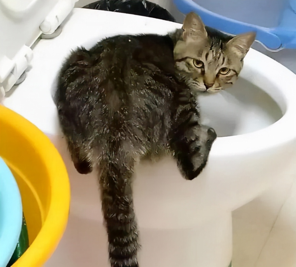 猫咪为什么爱喝马桶水，其实是有这些原因