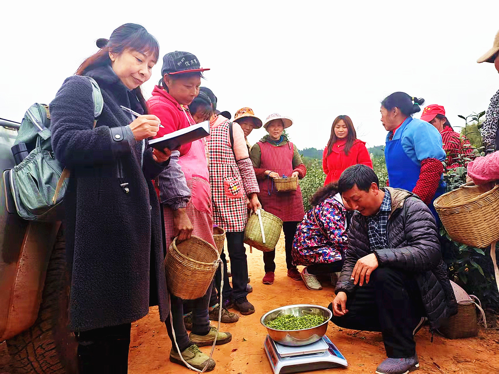 泸州市纳溪区：生态茶园绿了荒山富了民