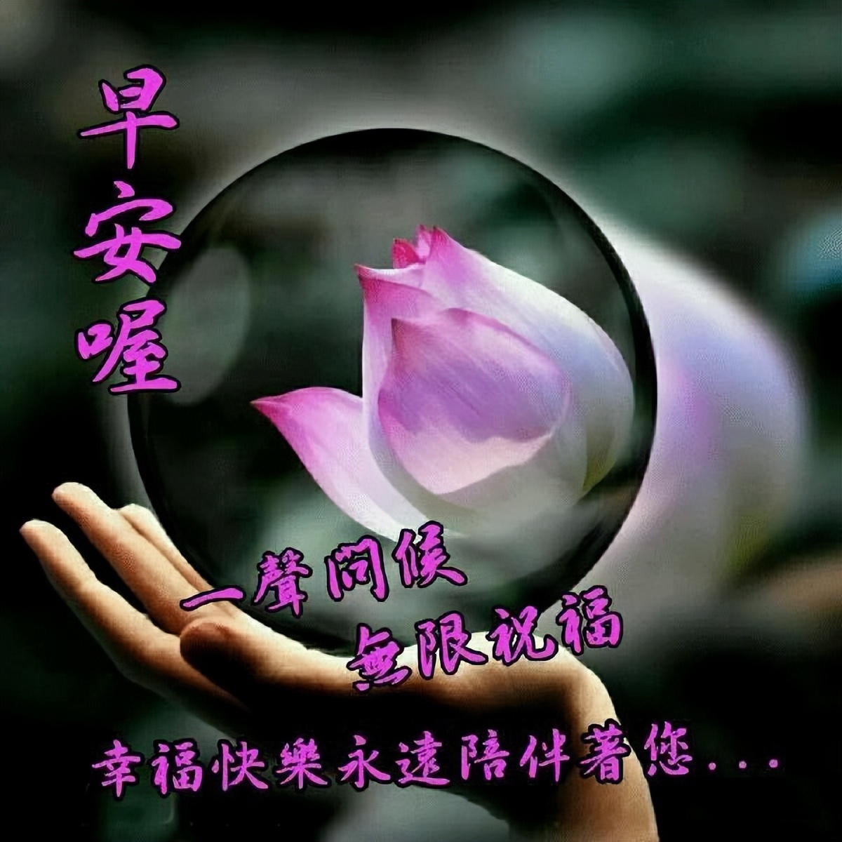 春天里创意动态鲜花图片暖心祝福早上好句子 周六愉快图片