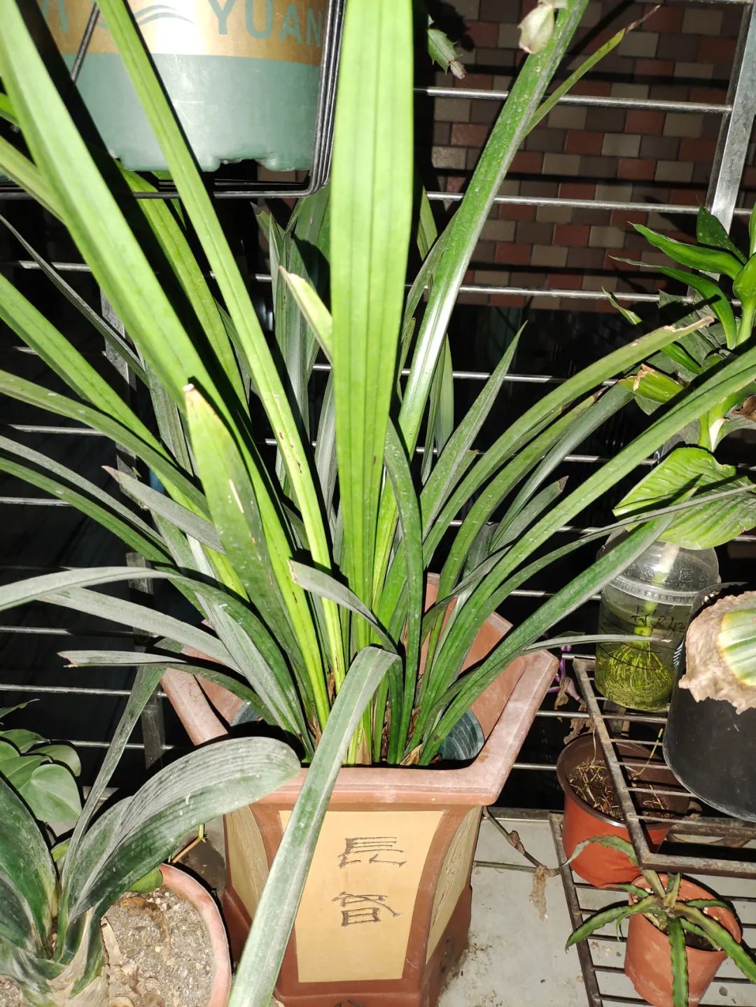 植物识别软件哪个最好（花友必备的养花利器秒变园艺大师）