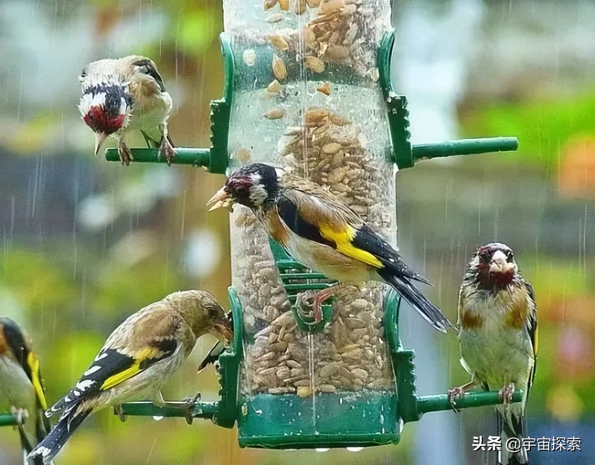 鸟类在下大雨的时候都躲在哪里，比如说喜鹊，麻雀等？