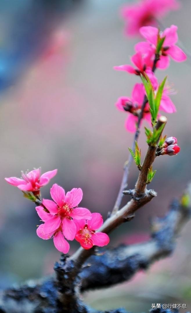 花为媒：十二首著名的桃花诗，展示大诗人们的桃花情结