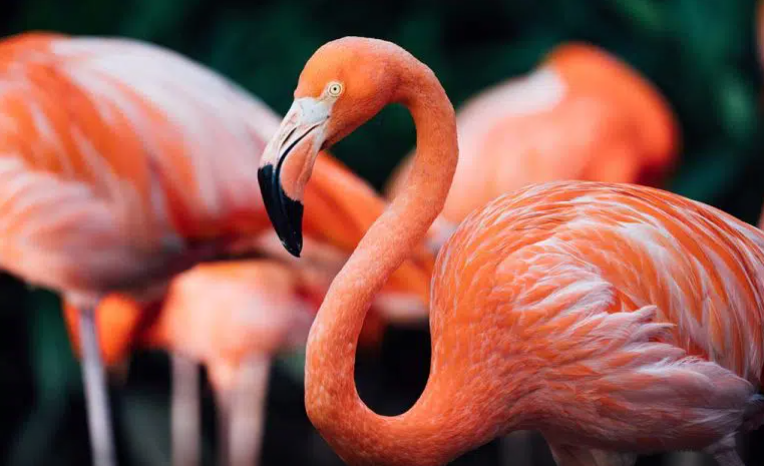 FlamingoDAO NFT系列现在价值10亿美元
