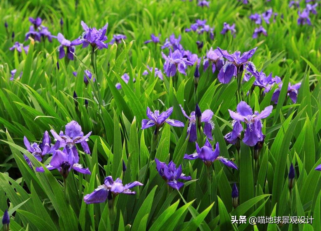 阔叶麦冬图片（20种适合山东地区种植的草坪）