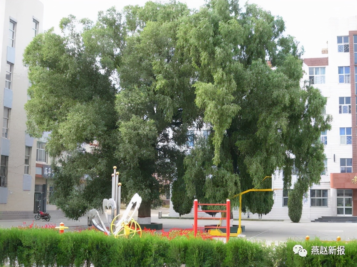 师范《名录》有谁？揭开柴师尘封记忆