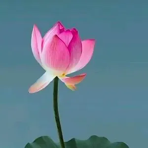 人生至简,顺其自然