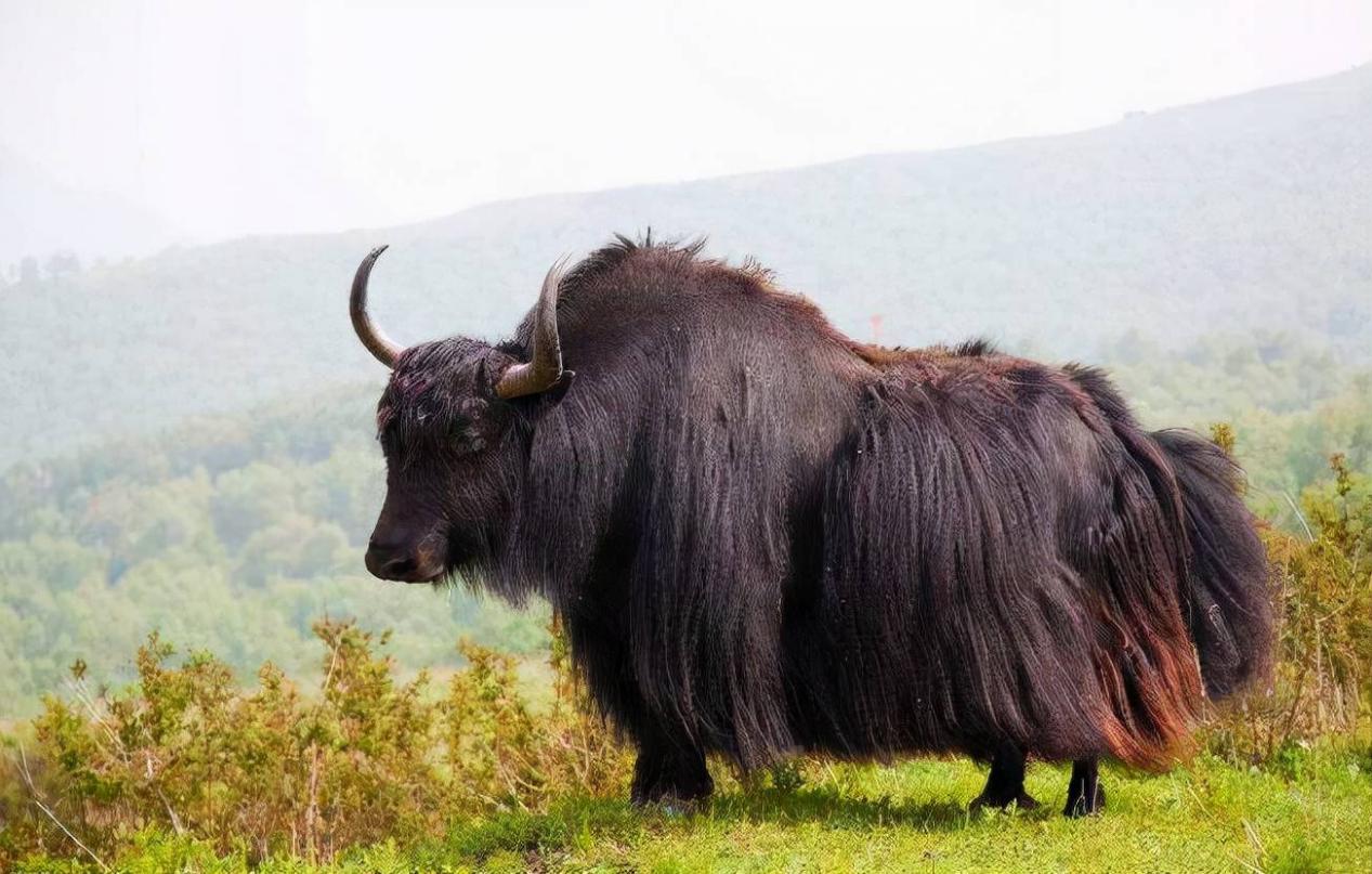 第二名:西藏类乌齐牦牛肉