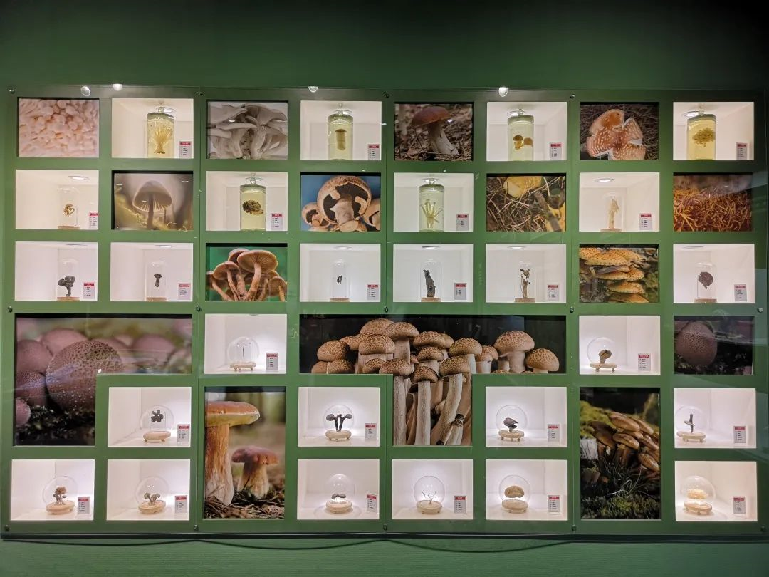 为什么可以报考河北师范大学？