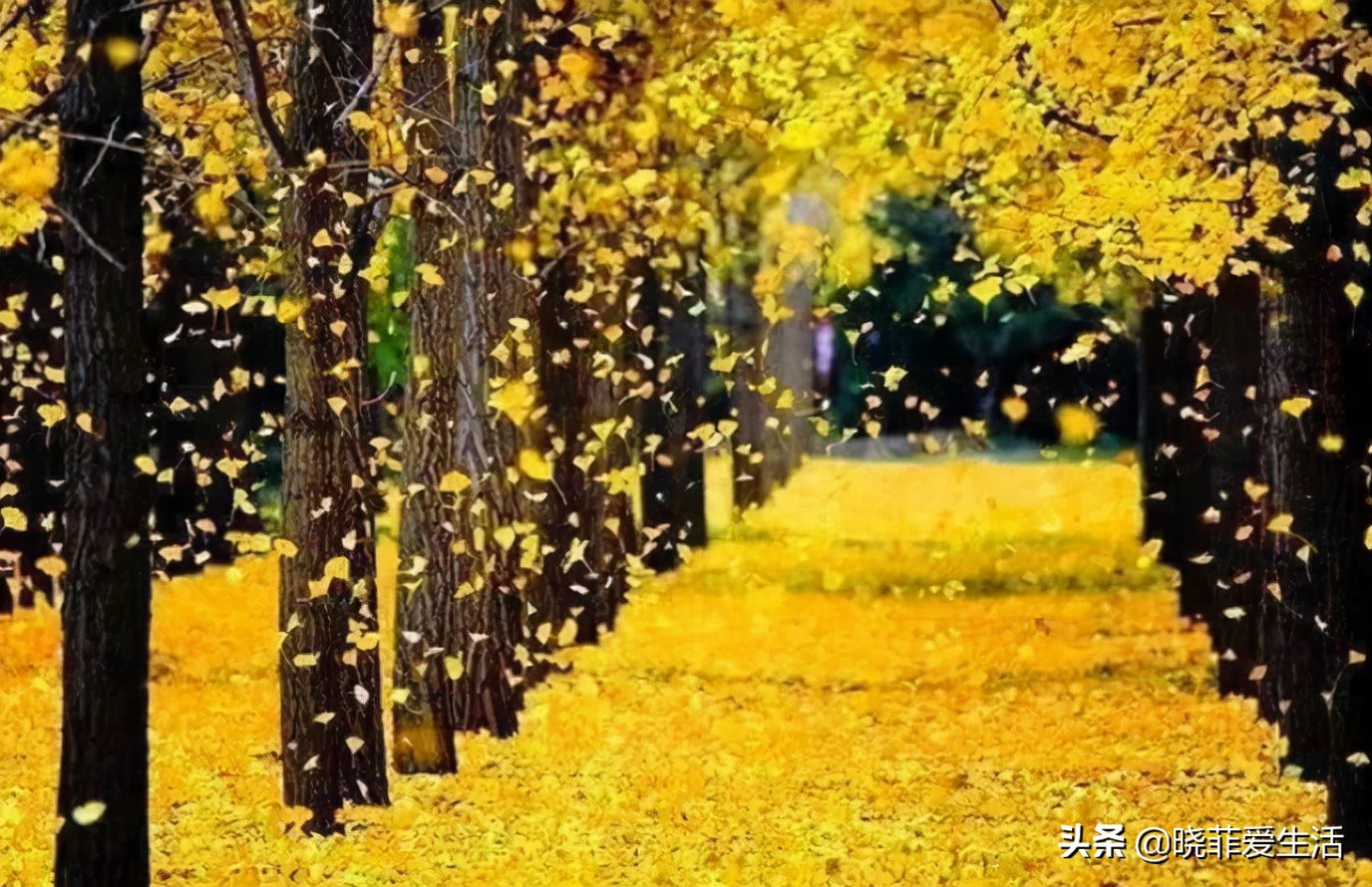 七种“黄金树”，子孙世代富，护宅守家，越养越“旺家”