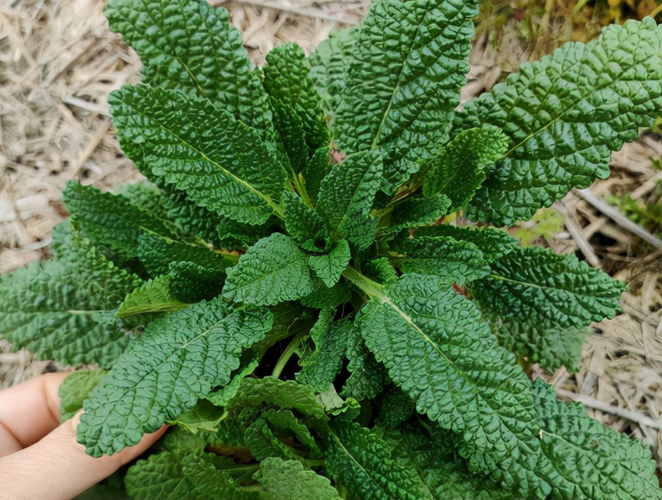别被它的样子吓到,煎鸡蛋吃好处多天气回暖了,又可以听到青蛙的叫声了