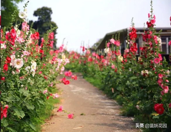 了解蜀葵花是什么（养殖蜀葵花的注意事项）