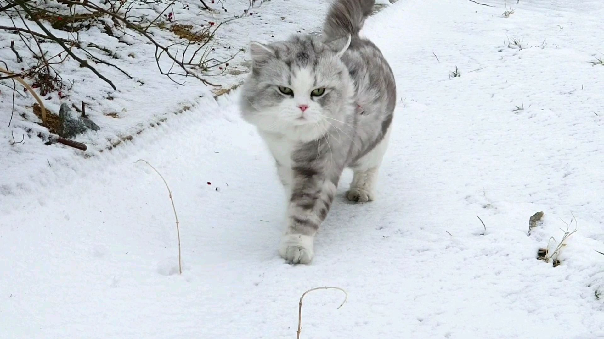 天冷季节，饲养猫咪牢记“5不要”，对它有益处