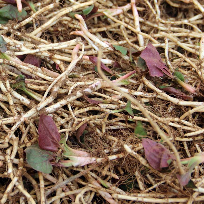 三,鱼腥草的功效