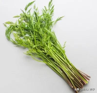 50种野菜大图片，教你认识不同的野菜和吃法，你想要的野菜这里有