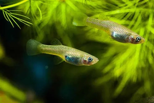 宇宙也杀不死的十大生物：“长生不死”活上亿年，脑袋没了也能活