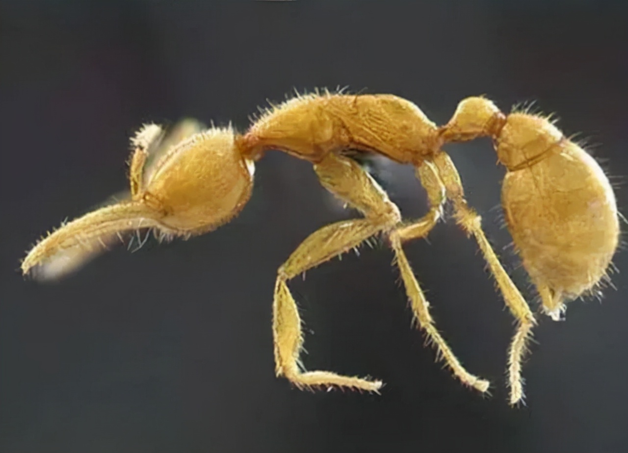 科学家发现"史前蚂蚁",被困了9900万年,当时正在啃咬猎物