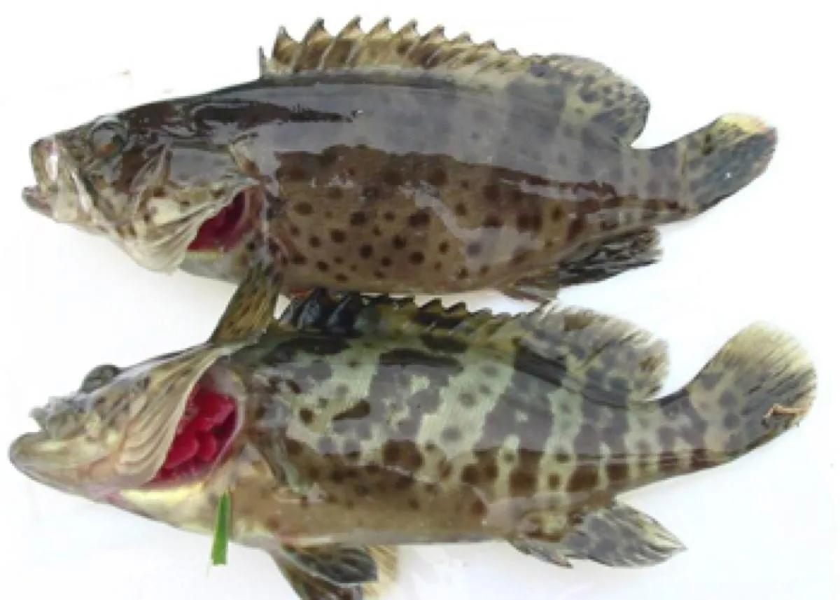 海鱼种类名称图片大全(几十种海鱼你都吃过吗) - 赤虎壹号