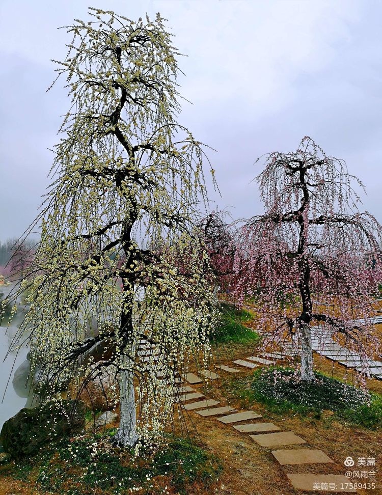烟雨蒙蒙问花村 作者：武术兰
