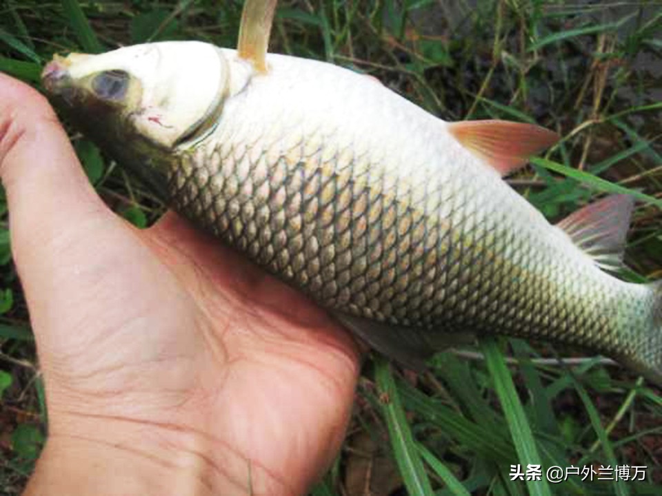 这5类外来鱼种，“入侵”我国多年，野河泛滥多不胜数