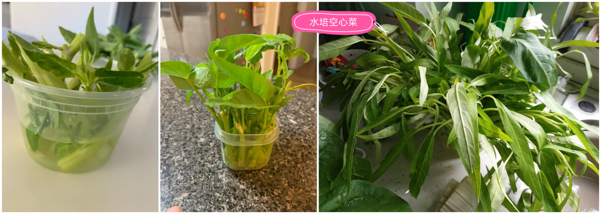 种菜，我发现还是水培简单，泡泡水不脏不麻烦，嫩叶子一茬接一茬