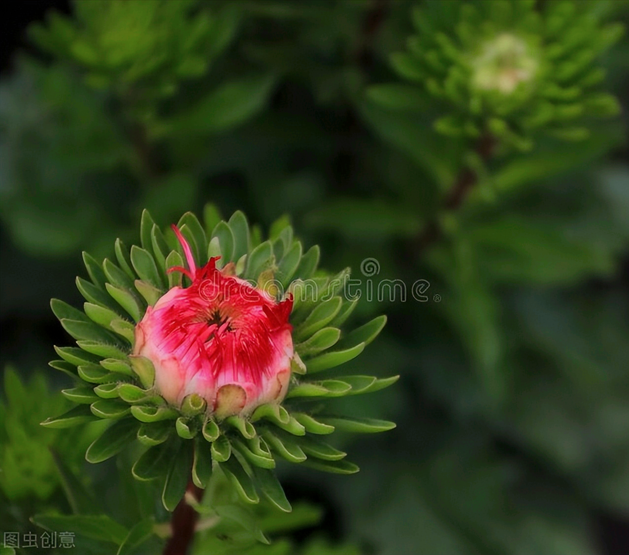 一花一深爱，花开无声却有情，一生一世表爱情，真爱相思情似海