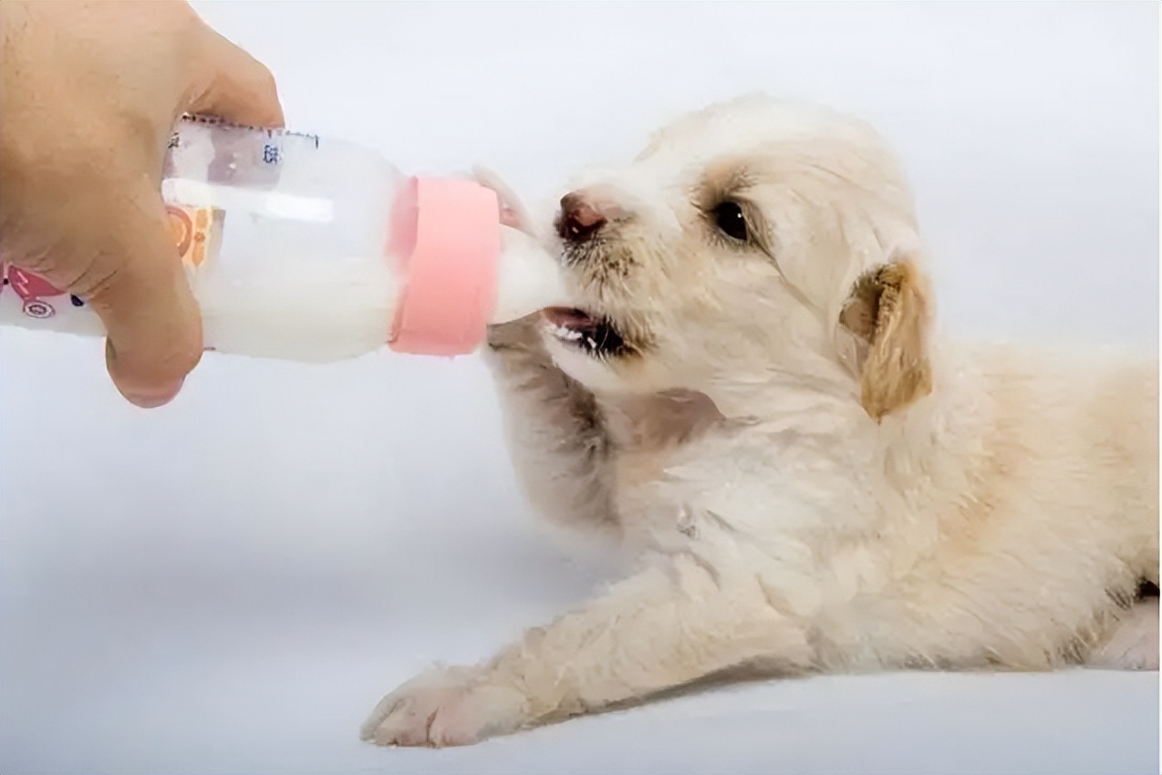 狗狗飼養禁忌：這7種做法，別再出現了