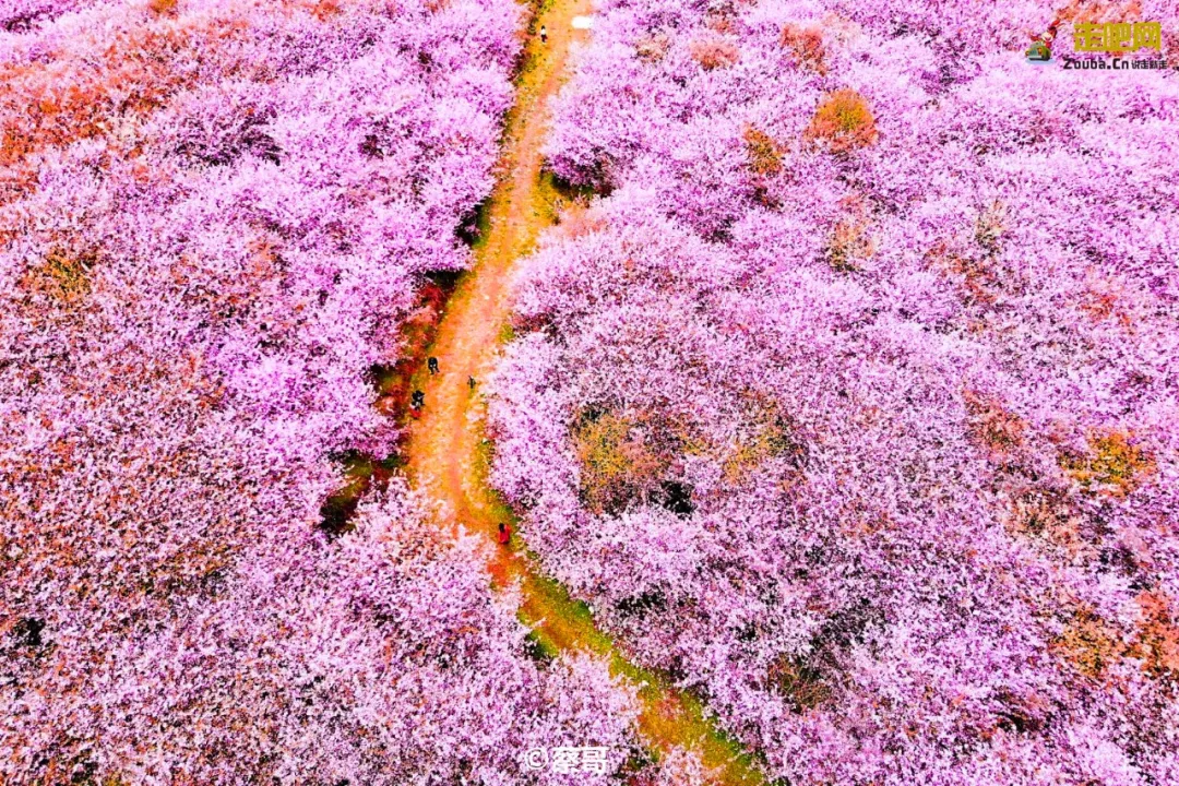 快开啦！这些地方的春景正在悄悄席卷全国，大气又美丽，别错过