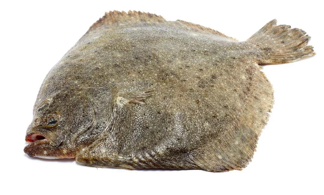 常吃的海鱼大全!请收藏,旅游能用上