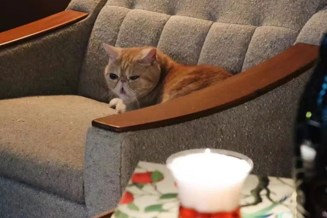 我可是拥有“三岁画老”天赋的小猫咪