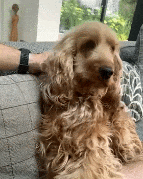 可卡犬價格 可卡犬多少錢一只,可卡犬多少錢一只
