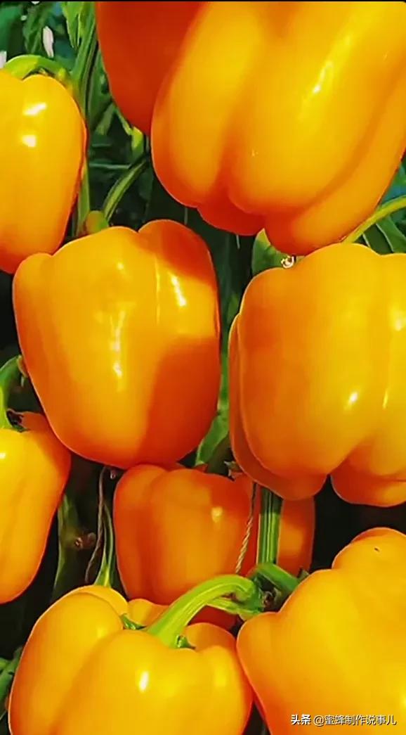 硕果累累,瓜果飘香,丰收的喜悦