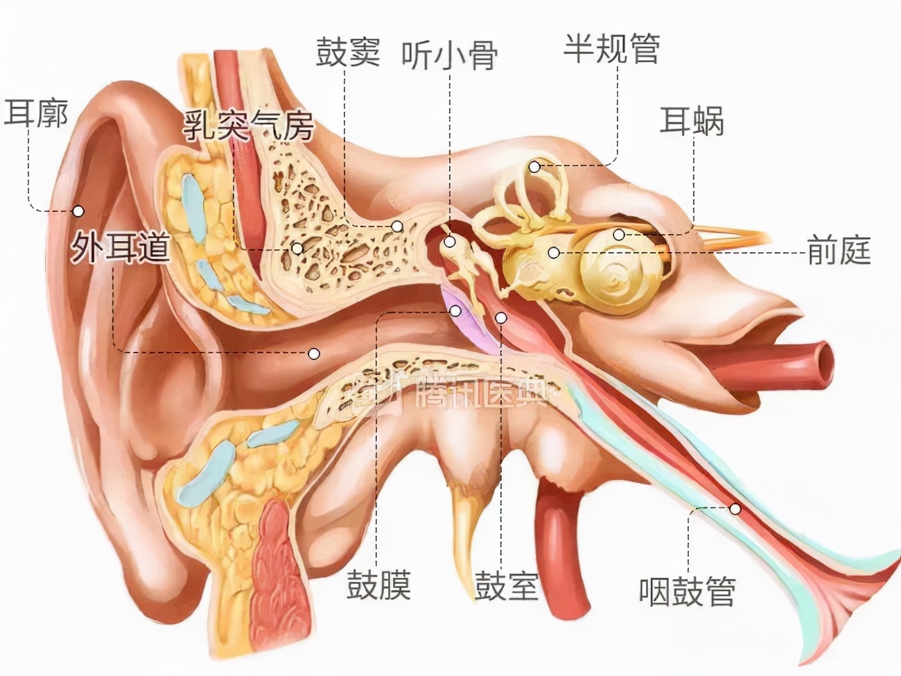 左半边莫西干头，右半边中长卷发，我在病友注目礼下进了手术室