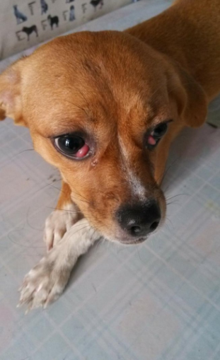 狗狗生病的10种表现，千万别错过最佳治疗时间