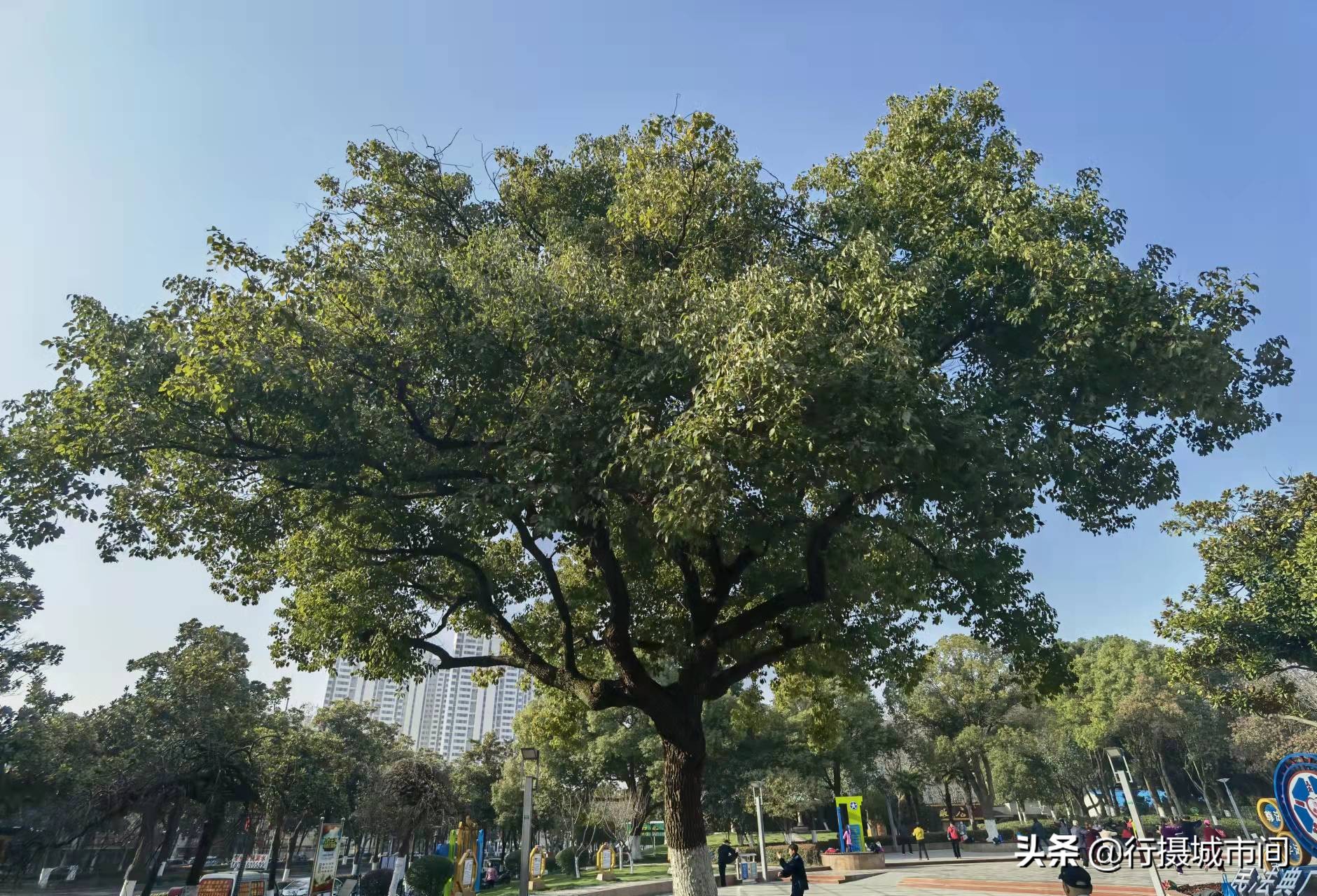 美丽的玉兰树一条路！生活的真谛，在于寻找平凡中的快乐