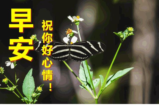 朋友圈周五早上好图片 星期五早上好问候语精选 健康为贵、平安是福图片