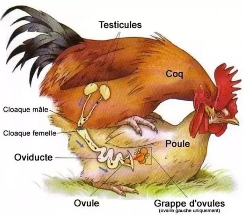 鸡的繁殖方式图片