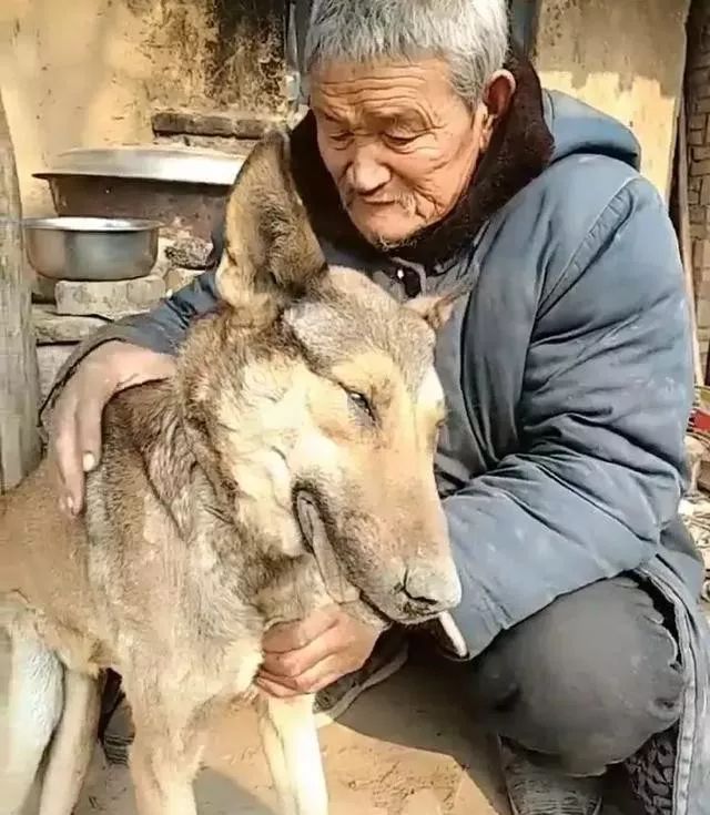 养鸡场遭黄鼠狼祸害，老人将死鸡扔进狼窝，引狼群下山消灭黄鼠狼