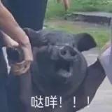 小妞，上哥的车