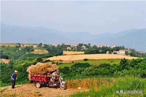 農民反映：今年麥收收割機大漲價！什么原因？割一畝地要多少錢？