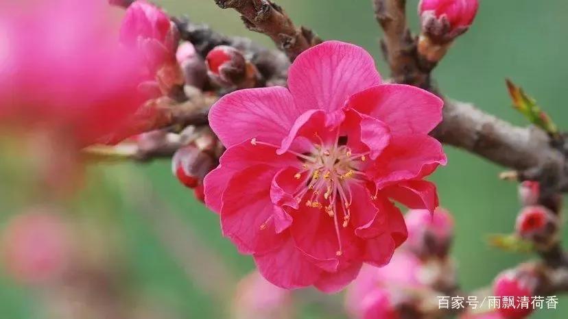 愿你挺过风雨，看见彩虹；愿你梦若花开，馨香岁月