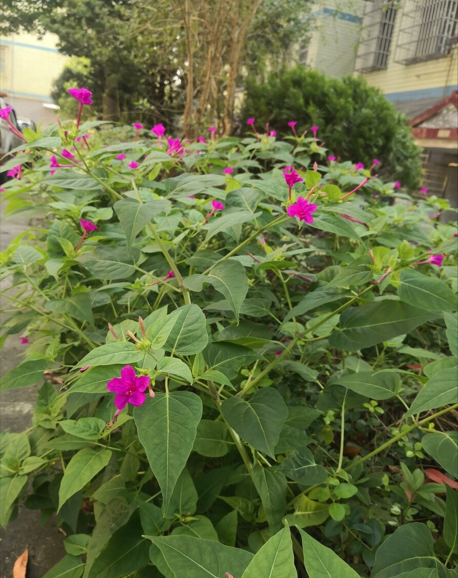 粉豆花,夜飯花,苦丁香,野丁香等,不過,它還有很優雅的名字叫