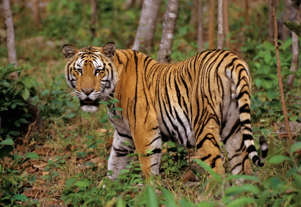 为什么选择湖南,华南虎会伤人吗?