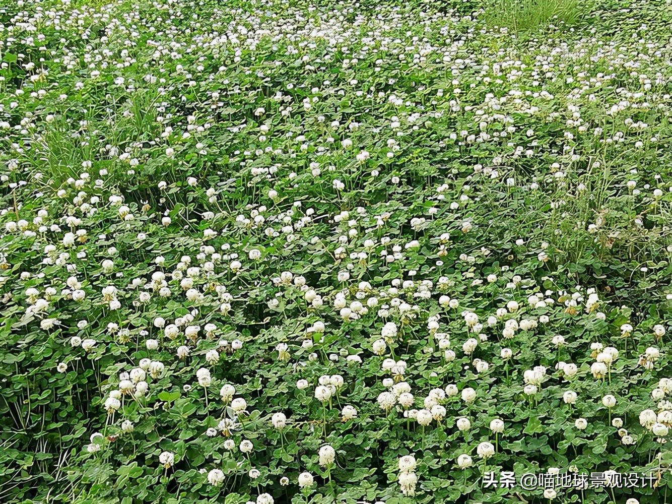 阔叶麦冬图片（20种适合山东地区种植的草坪）