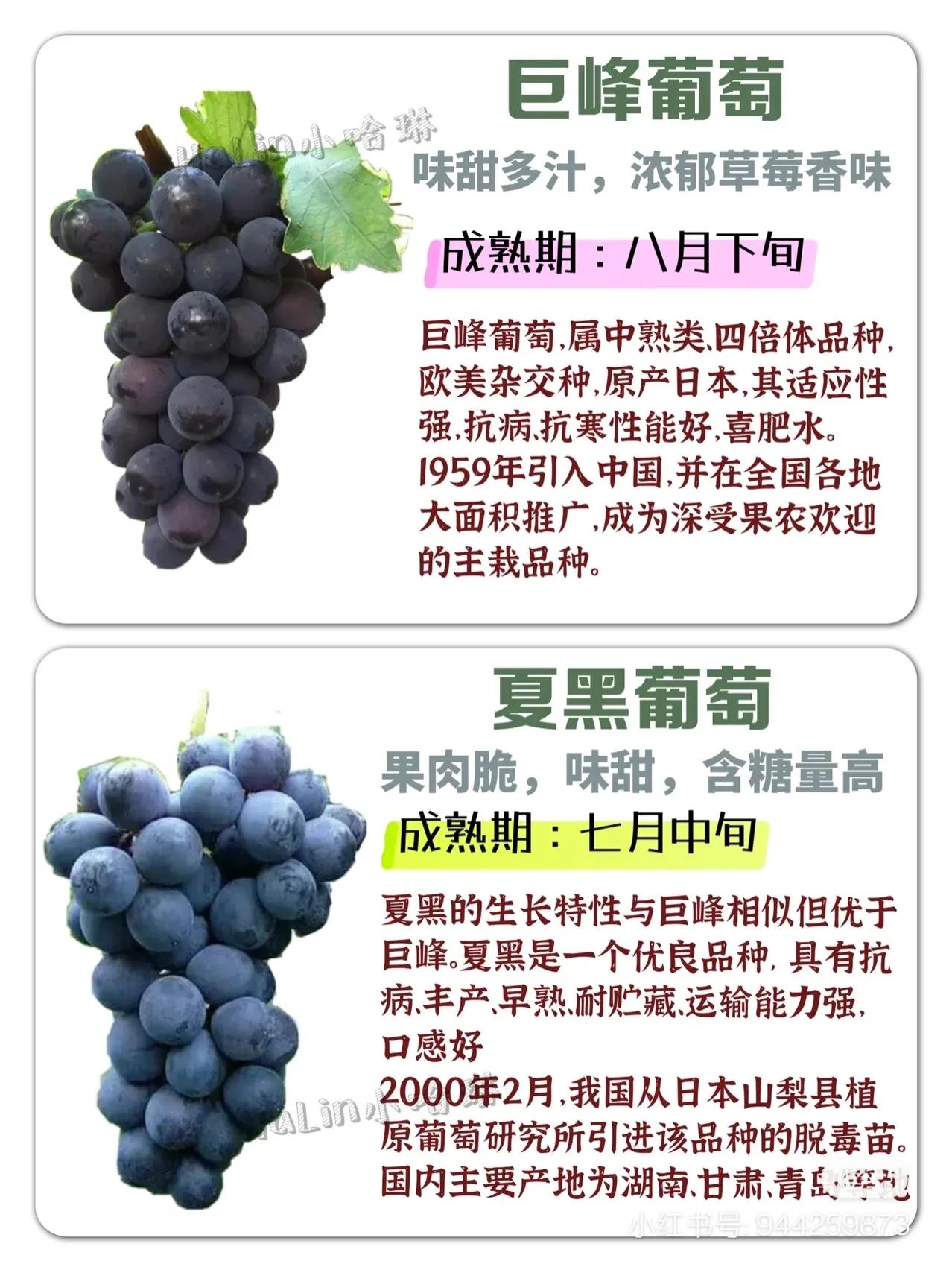 常见葡萄区别和口感