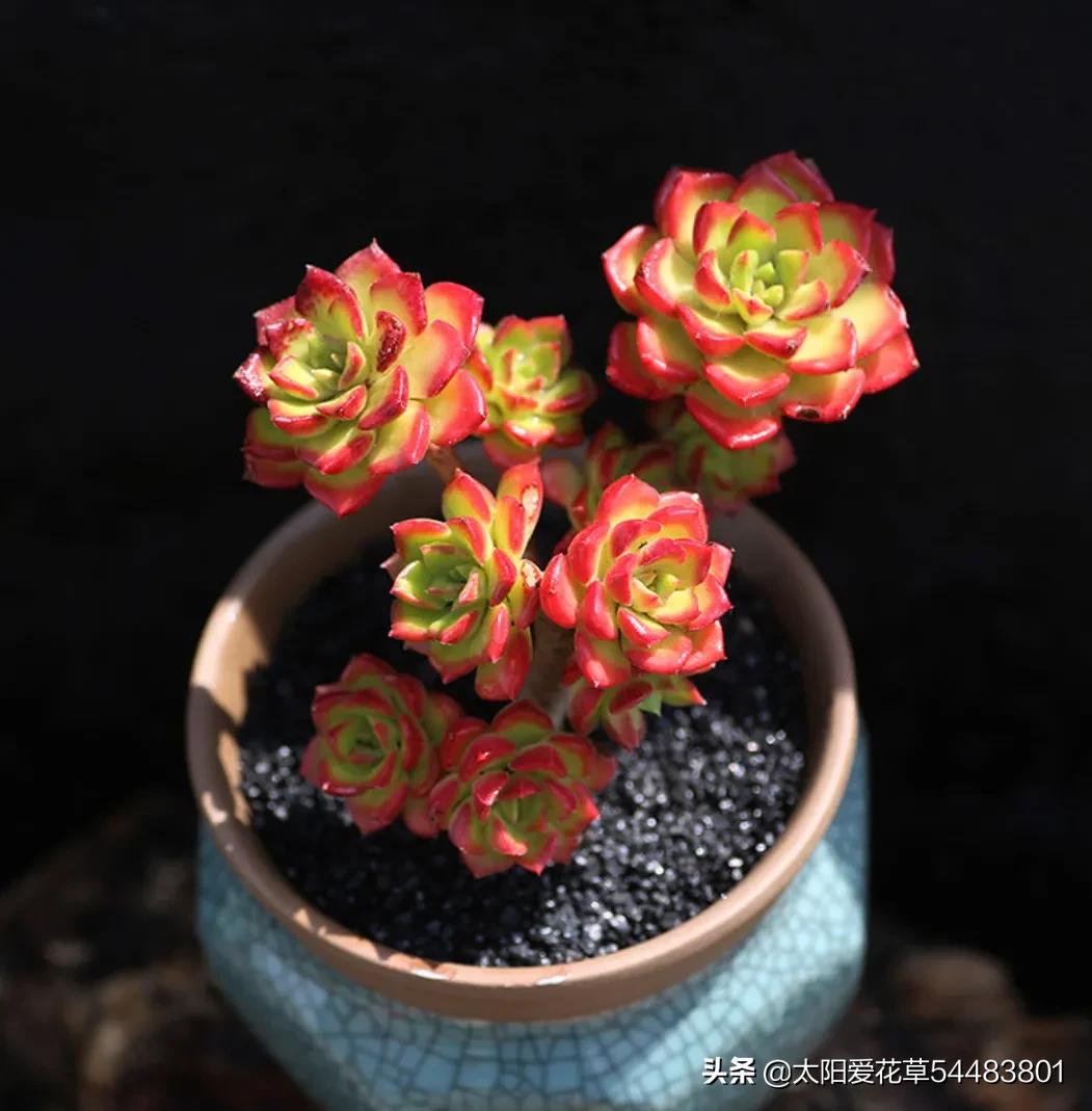 天冷养护蒂亚只需要3步,不徒不绿,出状态美的赛过荷花