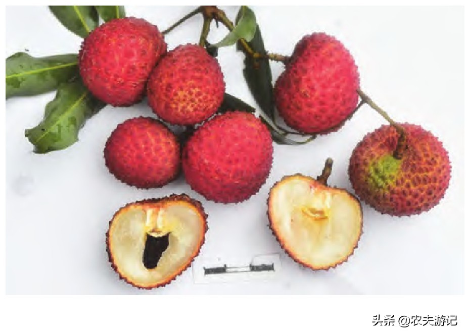 晚熟荔枝新品种‘桂爽’，果实7月上旬成熟，果大晚熟、易成花