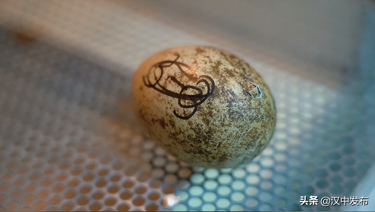 汉中洋县今年第一只人工孵化小朱鹮顺利出壳！